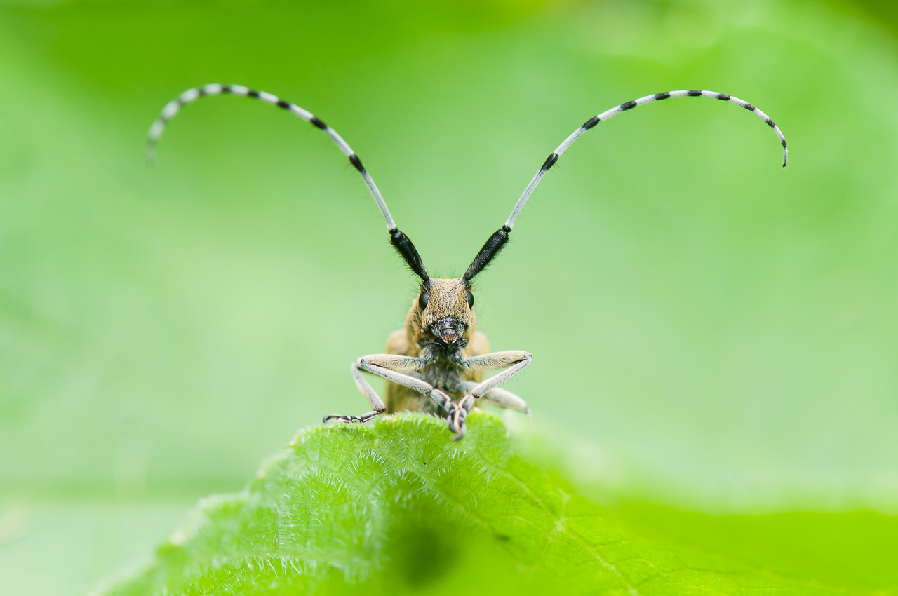 Les petits animaux de nos forêts
